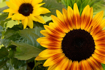 Obraz premium Common Sunflower Close-up
