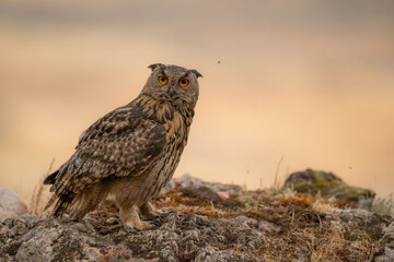 the majestic eagle owl