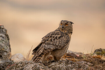 the majestic eagle owl