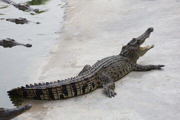 The salt crocodile swimming on the river near canal