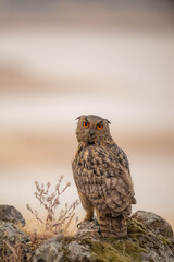 the majestic eagle owl