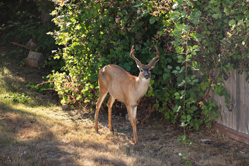 Closeup of deer resting in garden