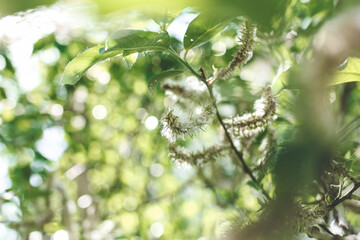 Poplar fluff on the branch among green leaves. Summer landscape. Poplar fluff is to blame for allergies.