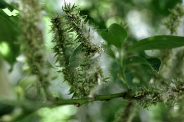 Poplar fluff on the branch among green leaves. Summer landscape. Poplar fluff is to blame for allergies.