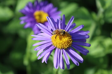 Obraz premium Sweden. Aster alpinus, the alpine aster or blue alpine daisy, is a species of flowering plant in the family Asteraceae, native to the mountains of Europe, with a subspecies native to Canada.