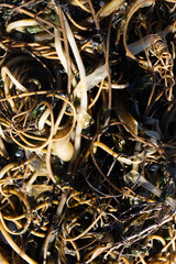 Tangled kelp strands on rocky coast