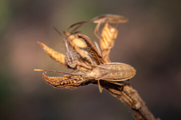 Hemiptera is a group of insects that come in a variety of sizes. Some groups live both in the water and on land.
