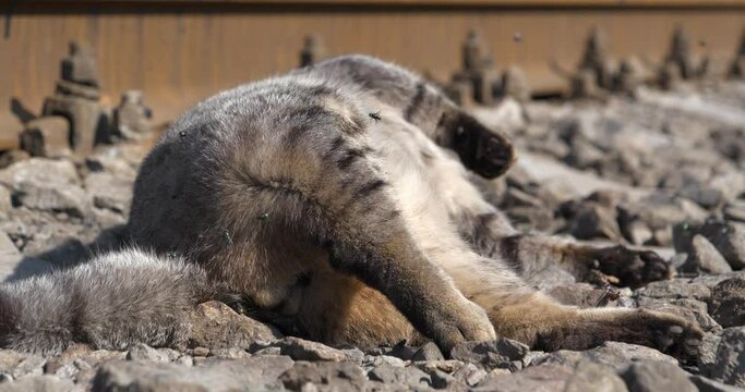 Cat ran across the road and was hit by a train. Dead cat lies on the railway. Flies fly and land on a dead cat