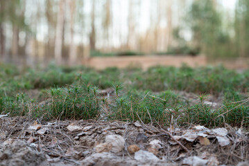 Nursery of fir trees, young plant growing. Close up of pine spruces on meadow in the forest, reforesting in the places of trees felling