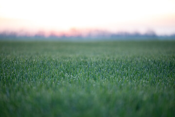 Beautiful early morning in the field, sunrise, green grass with dew drops. Concept of fresh summer...