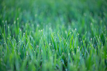 Green fresh grass with water drops in the early morning. Close up of young grass sprouts, drops of...