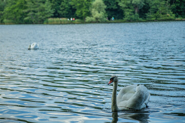 Łąbędź i jezioro Rusałka w Poznaniu © fotozen