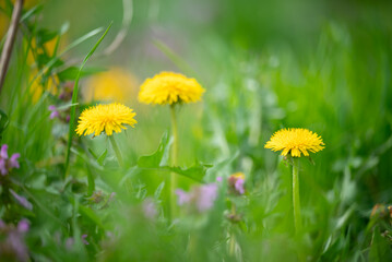 Bright yellow dandelion flowers in green grass, close up. Beautiful spring flowers in the meadow, nature in blossom