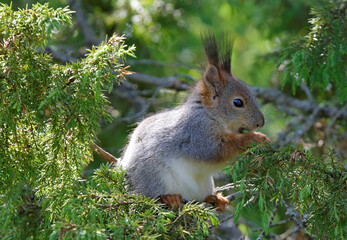 Fototapeta premium A squirrel eating green berries of Juniperus