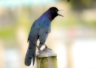 blackbird