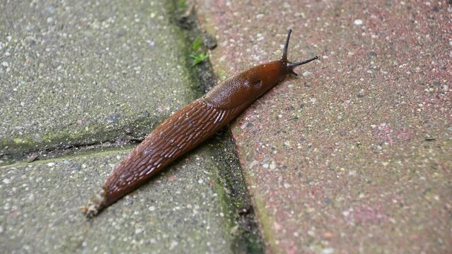 A slug crawls on the ground. Animals in the city.