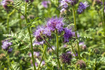 Blooming purple tansy leaf phacelia plants Phacelia tanacetifolia in a summer meadow