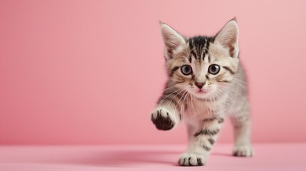 Obraz premium A cute American Shorthair kitten on a solid pastel background