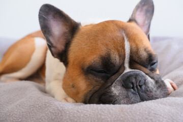 sleeping french bulldog portrait at his dog bed, pets daily routine