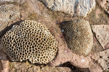 Dead coral. Biological texture of natural sea coral.