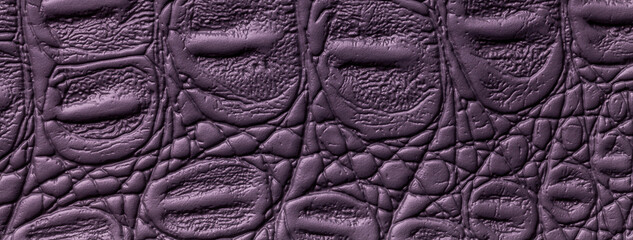 Crocodile skin, violet leather texture background, closeup. Dark purple reptile textile, macro.