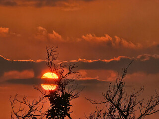 Beautiful shot of the moon at sunset framed with tree leaves. 