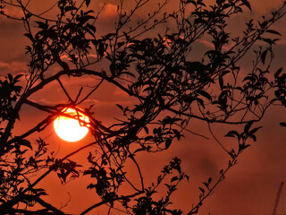 Beautiful shot of the moon at sunset framed with tree leaves. 