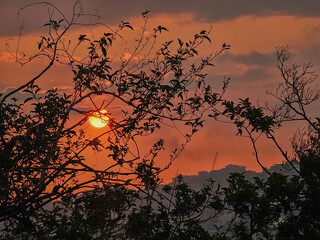 Beautiful shot of the moon at sunset framed with tree leaves. 