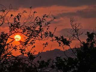 Beautiful shot of the moon at sunset framed with tree leaves. 