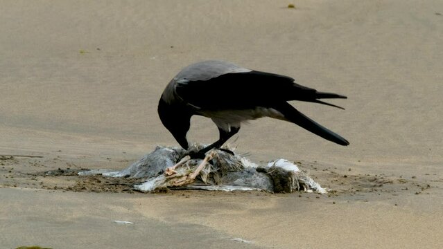Crow eating a seagull on a sandy beach in Ireland