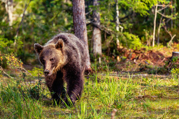 Fototapeta premium brown bear in the forest