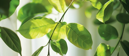 Dancing Green Leaves: The Simple Main Picture of Air-Purifying Greenery