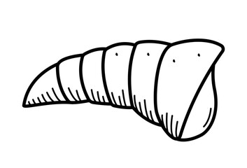 Seashell, single isolate on a white background. Vector illustration of a shell doodle sketch.