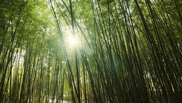 Camera following between green bamboo culms and leaves. Bamboo forest background