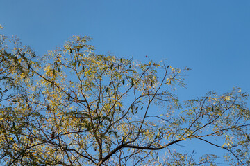 treetop under blue sky