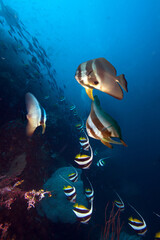 Underwater coral reef landscape in the deep blue ocean with colorful fish and marine life.
