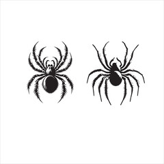 Spider on a white background
