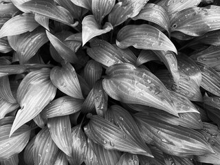 green fresh leaves of the host flower in raindrops