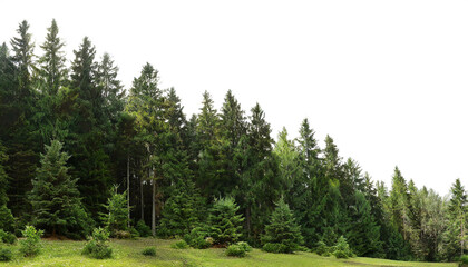 Wald mit dunkel gr&uuml;nen Nadelb&auml;umen isoliert auf wei&szlig;en Hintergrund, Freisteller