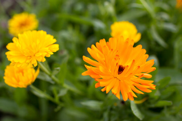 calendula flowers in a garden - soft focus