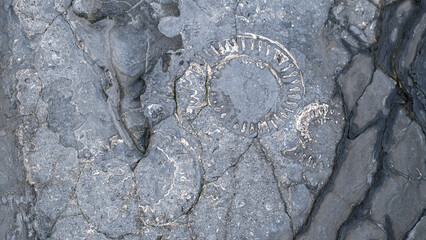 Amazing ammonite fossil exposed on a shiny rocky surface on the Jurassic Coast at Kilve Beach in England UK