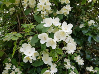 Jasminum officinale, known as the common jasmine or simply jasmine, is a species of flowering plant...