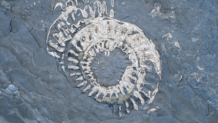 Close up view of exposed ammonite fossil on rocky surface at popular Kilve Beach on the Jurassic Coast in England UK