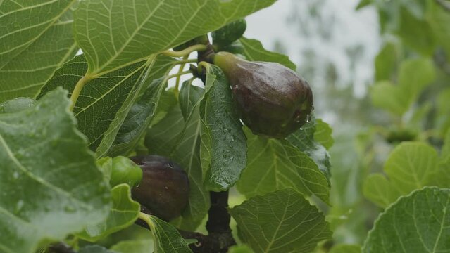 Slow camera movement around ripe violet fig fruit on fig tree.