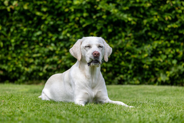 A white Labrador lies in the grass