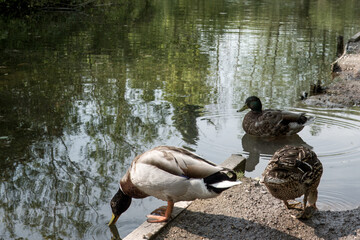 male and female mallard ducks drinking from the river Alre Alresford Hampshire England