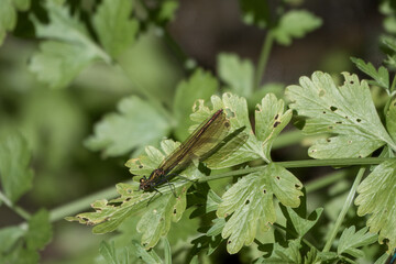 female beautiful demoiselle damselfly with metallic body resting on a leaf
