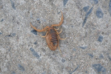 Indian red scorpion. It is considered to be the most lethal scorpion in the world. It's other names eastern Indian scorpion, aHottentotta tamulus and Indian Red Tail Scorpion. 