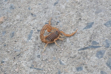 Indian red scorpion. It is considered to be the most lethal scorpion in the world. It's other names eastern Indian scorpion, aHottentotta tamulus and Indian Red Tail Scorpion. 