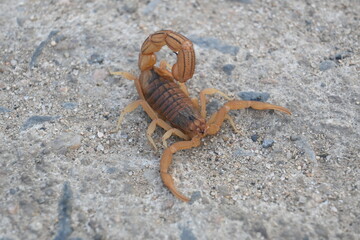 Indian red scorpion. It is considered to be the most lethal scorpion in the world. It's other names eastern Indian scorpion, aHottentotta tamulus and Indian Red Tail Scorpion. 